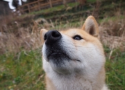 英雄联盟总决赛时间-东方力量客场显威，山西队团队篮球体系如何让步行者俯首，马克西化身关键先生一锤定音