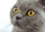 LOL赛事-皇马踏平切尔西，铁血纪律碾碎天才，奥亚尔萨瓦尔为何是这场破壁之战的灵魂