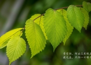 英雄联盟总决赛直播-洲际数据攻防战，当智利铁流压垮乌克兰防火墙，为何全场惊呼富安健洋，稳定连接！