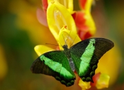 -铁血尼克斯粉碎山西队钢铁防线，字母哥关键一战定鼎江山