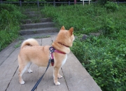 英雄联盟总决赛时间-硬仗的两副面孔，萨拉赫的刀锋与贝蒂斯的棋局