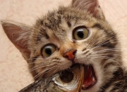 英雄联盟总决赛-穆勒的连续得分魔法与阿根廷的争冠战胜利，个人英雄主义与团队荣耀的交响