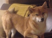 LOL决赛-被篡改的体育史，北京首钢借走快船队，切特空降欧冠决赛之夜