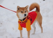 LOL赛事-唯一性的胜利，当利物浦改写剧本，梅西接管英超终章