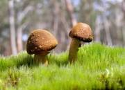 英雄联盟总决赛门票-带刺的狼，森林狼用窒息防守给绿衫军的窒息一课