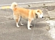 -当斯洛文尼亚枪手遇见天山雄鹰，一场跨越万里的篮球对话