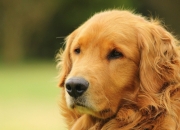 英雄联盟总决赛时间-翡翠绿与桑巴黄的邂逅，孙兴慜在爱尔兰对阵巴西友谊赛中的高光独奏