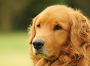 英雄联盟总决赛时间-翡翠绿与桑巴黄的邂逅，孙兴慜在爱尔兰对阵巴西友谊赛中的高光独奏