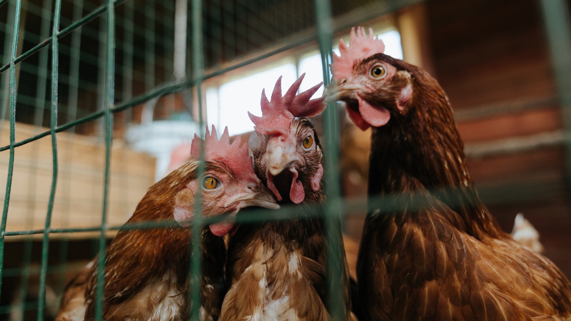 钢铁之躯，米切尔于世界排名之夜铸就的防守圣殿