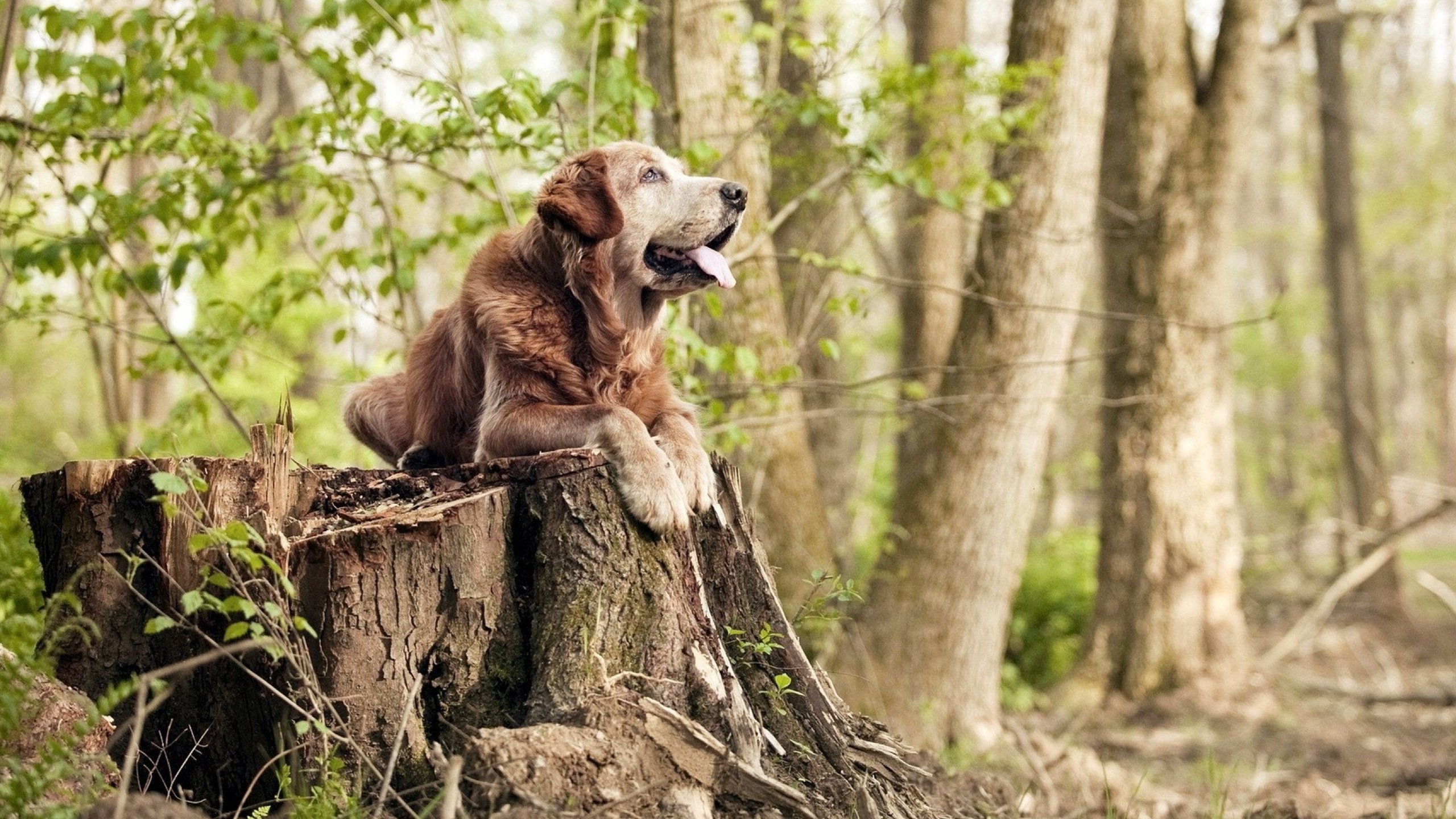 唯一的胜利，唯一的凯恩，当埃及足球写就新的金字塔铭文