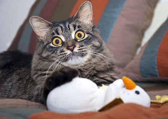 当足球遇见篮球，精妙控场的双重奏