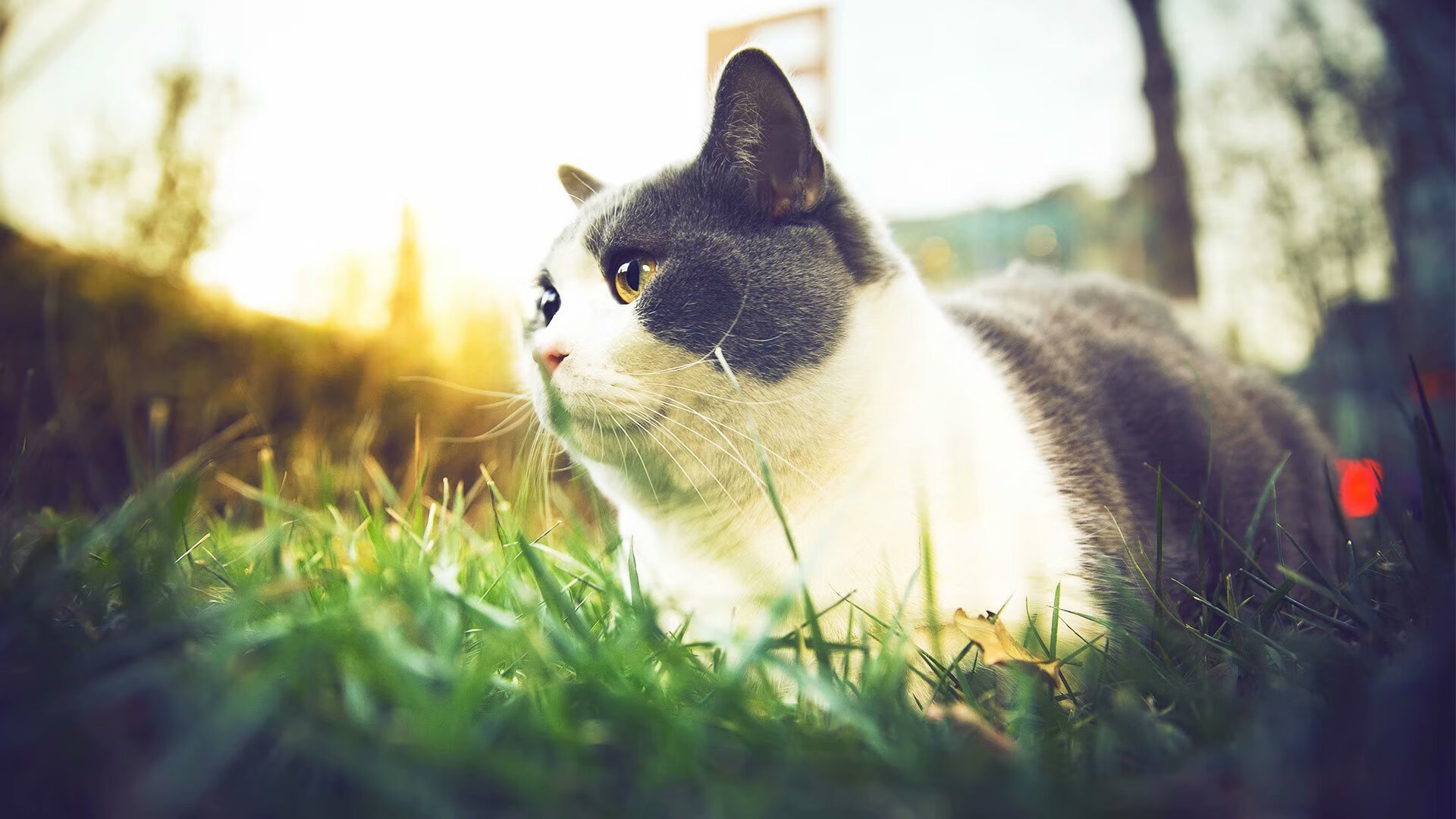 最孤独的雪原狼,当杜兰特在明尼苏达完成那记孤注一掷的转身