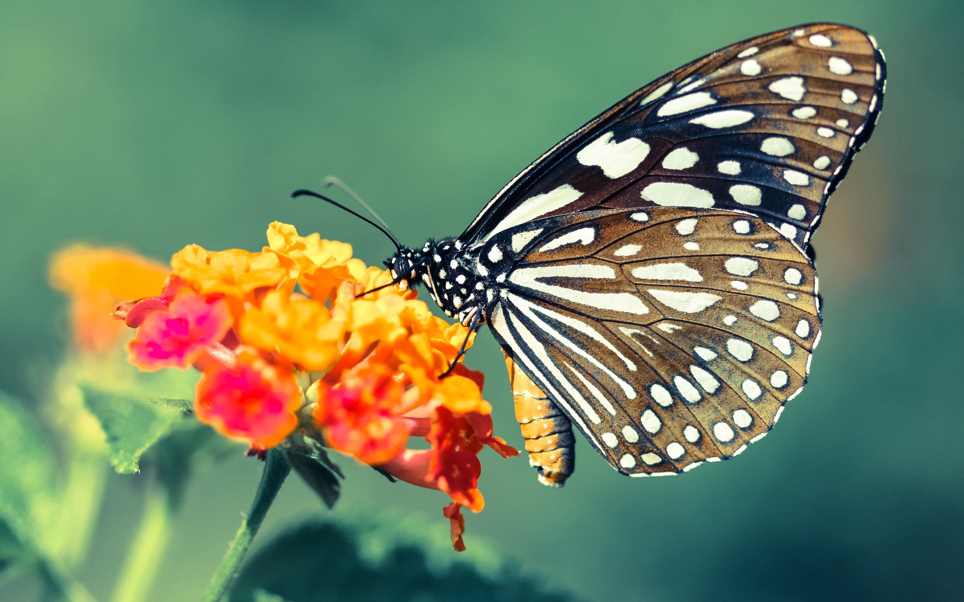 新王当立！国家德比夜属于点燃者乔治