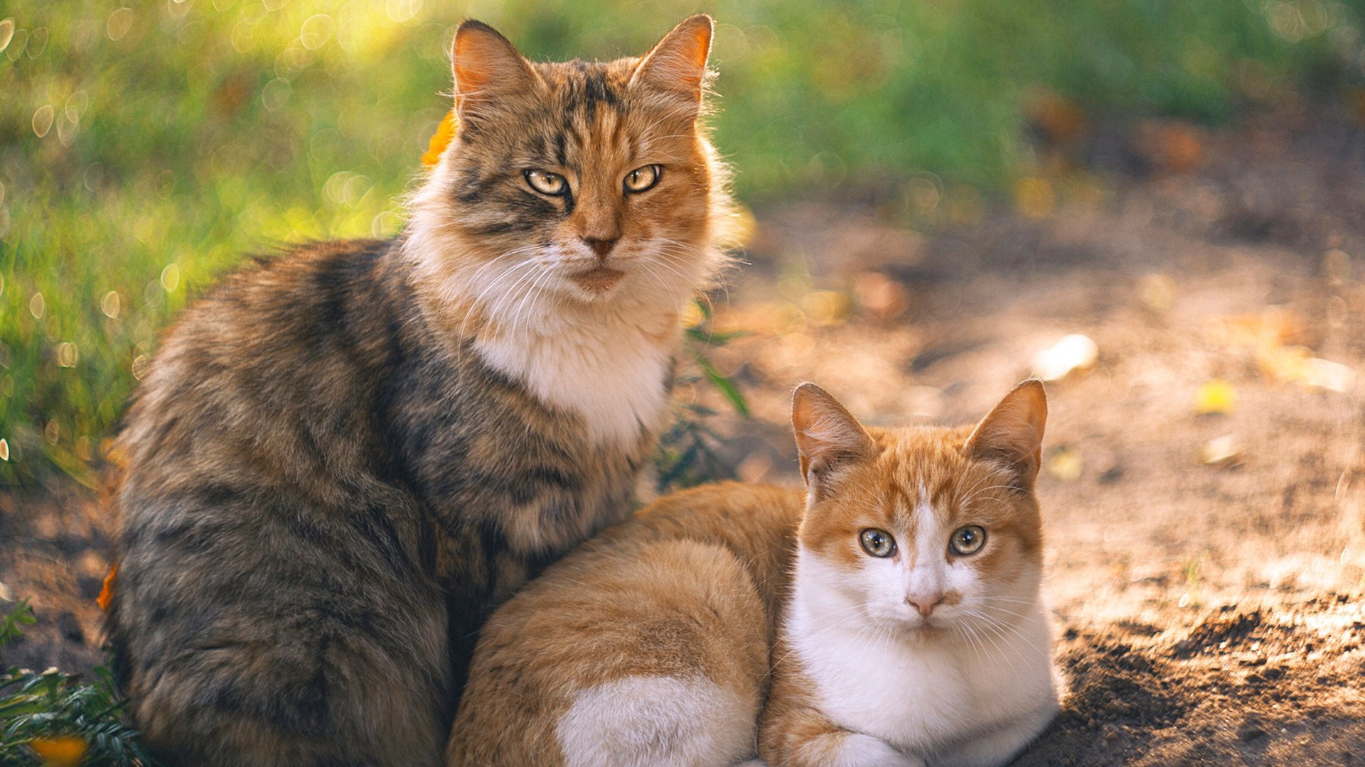 加勒比海浪对撞斯坦福桥铁壁,牙买加国家队如何历史性击败切尔西