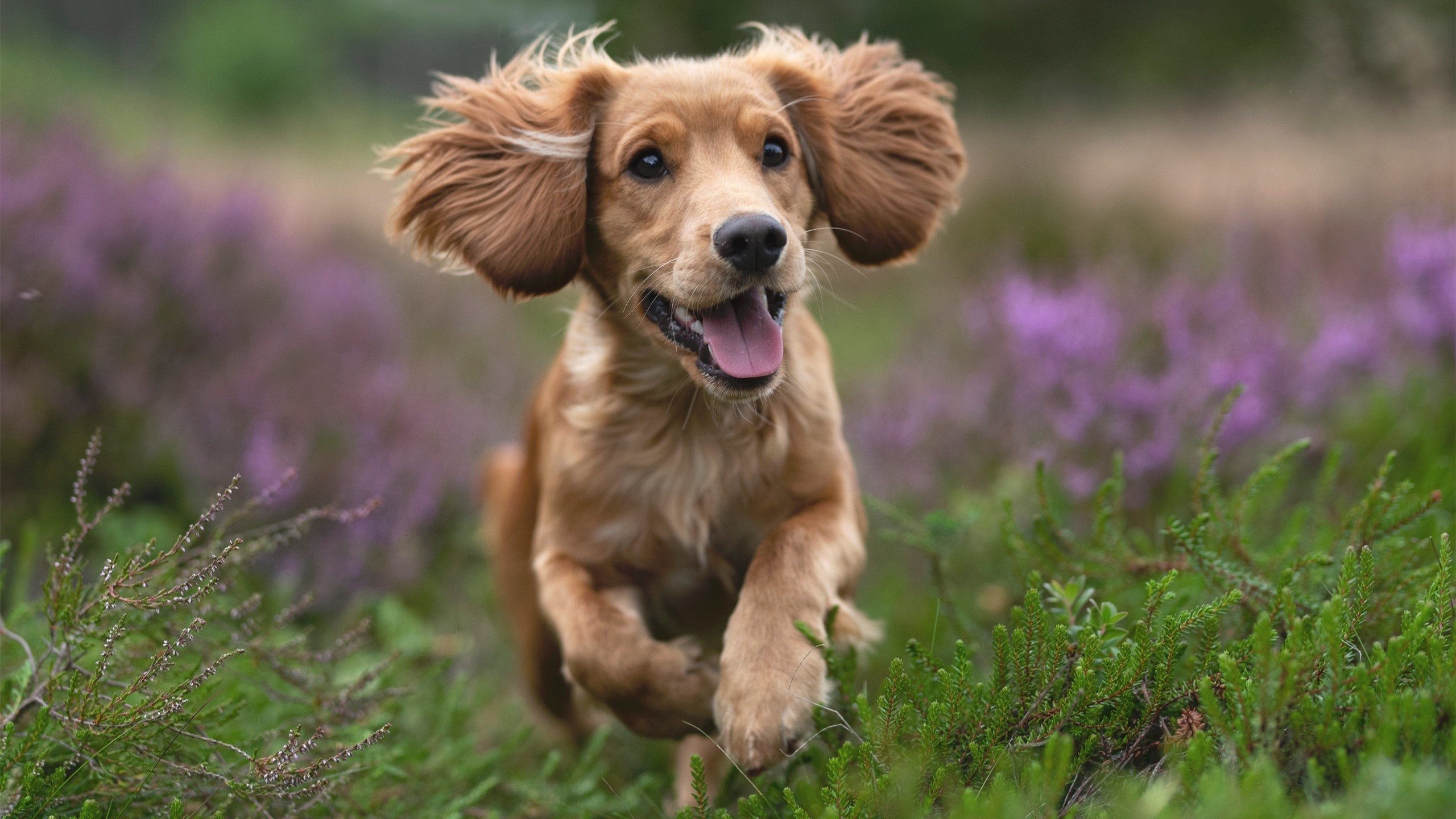 当东方巨龙遇见 NBA 孤狼，塔图姆的冠军表演征服珠江畔