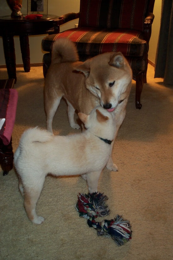 第六人撕裂黑夜，西决生死战，凯塞多从替补席收割比赛