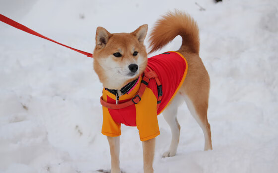 唯一性的胜利，当利物浦改写剧本，梅西接管英超终章