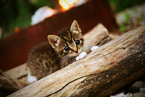 带刺的狼，森林狼用窒息防守给绿衫军的窒息一课
